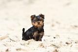 YORKSHIRE TERRIER 051